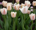 Darwin-hybriditulppaani 'Apricot Pride' 7 kpl, Ihastuttava tulppaani, jossa aprikoosin ja vaaleanpunaisen pehmeät sävyt ovat hienossa harmoniassa.