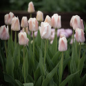 Darwin-hybriditulppaani 'Apricot Pride' 7 kpl, Ihastuttava tulppaani, jossa aprikoosin ja vaaleanpunaisen pehmeät sävyt ovat hienossa harmoniassa.