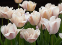 Darwin-hybriditulppaani 'Apricot Pride' 7 kpl, Ihastuttava tulppaani, jossa aprikoosin ja vaaleanpunaisen pehmeät sävyt ovat hienossa harmoniassa.