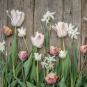 Darwin-hybriditulppaani 'Apricot Pride' 7 kpl, Ihastuttava tulppaani, jossa aprikoosin ja vaaleanpunaisen pehmeät sävyt ovat hienossa harmoniassa.