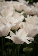 Darwin-hybriditulppaani 'Apricot Pride' 7 kpl, Ihastuttava tulppaani, jossa aprikoosin ja vaaleanpunaisen pehmeät sävyt ovat hienossa harmoniassa.