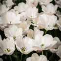 Darwin-hybriditulppaani 'Apricot Pride' 7 kpl, Ihastuttava tulppaani, jossa aprikoosin ja vaaleanpunaisen pehmeät sävyt ovat hienossa harmoniassa.