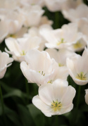 Darwin-hybriditulppaani 'Apricot Pride' 7 kpl, Ihastuttava tulppaani, jossa aprikoosin ja vaaleanpunaisen pehmeät sävyt ovat hienossa harmoniassa.
