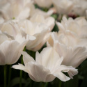 Darwin-hybriditulppaani 'Apricot Pride' 7 kpl, Ihastuttava tulppaani, jossa aprikoosin ja vaaleanpunaisen pehmeät sävyt ovat hienossa harmoniassa.