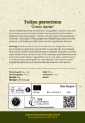 Tarhatulppaani 'Creme Upstar' 7 kpl, Kaiva yksi kuoppa sipuliryhmälle tai useita yksittäisiä kuoppia kullekin sipulille.