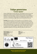 Tarhatulppaani 'Creme Upstar' 7 kpl, Kaiva yksi kuoppa sipuliryhmälle tai useita yksittäisiä kuoppia kullekin sipulille.