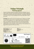 Triumphtulppaani 'Flaming Agrass' 10 kpl