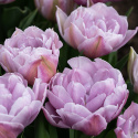 Tarhatulppaani 'Katinka' 7 kpl, Ihastuttava, täyskerrannainen tulppaani, jonka suuret kukat ovat viileän lilan ja vanhan vaaleanpunaisen sävyisiä.