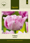 Tarhatulppaani 'Katinka' 7 kpl, Ihastuttava, täyskerrannainen tulppaani, jonka suuret kukat ovat viileän lilan ja vanhan vaaleanpunaisen sävyisiä.