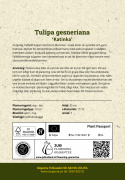 Tarhatulppaani 'Katinka' 7 kpl, Ihastuttava, täyskerrannainen tulppaani, jonka suuret kukat ovat viileän lilan ja vanhan vaaleanpunaisen sävyisiä.
