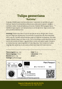 Tarhatulppaani 'Katinka' 7 kpl, Ihastuttava, täyskerrannainen tulppaani, jonka suuret kukat ovat viileän lilan ja vanhan vaaleanpunaisen sävyisiä.