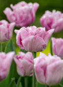 Tarhatulppaani 'Katinka' 7 kpl, Ihastuttava, täyskerrannainen tulppaani, jonka suuret kukat ovat viileän lilan ja vanhan vaaleanpunaisen sävyisiä.