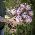 Tarhatulppaani 'Katinka' 7 kpl, Ihastuttava, täyskerrannainen tulppaani, jonka suuret kukat ovat viileän lilan ja vanhan vaaleanpunaisen sävyisiä.