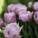 Tarhatulppaani 'Katinka' 7 kpl, Ihastuttava, täyskerrannainen tulppaani, jonka suuret kukat ovat viileän lilan ja vanhan vaaleanpunaisen sävyisiä.