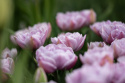 Tarhatulppaani 'Katinka' 7 kpl, Ihastuttava, täyskerrannainen tulppaani, jonka suuret kukat ovat viileän lilan ja vanhan vaaleanpunaisen sävyisiä.