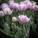 Tarhatulppaani 'Katinka' 7 kpl, Ihastuttava, täyskerrannainen tulppaani, jonka suuret kukat ovat viileän lilan ja vanhan vaaleanpunaisen sävyisiä.