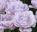 Tarhatulppaani 'Katinka' 7 kpl, Ihastuttava, täyskerrannainen tulppaani, jonka suuret kukat ovat viileän lilan ja vanhan vaaleanpunaisen sävyisiä.