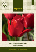 Darwinhybriditulppaani 'Red Impression' 10 kpl