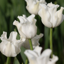 Tarhatulppaani 'White Liberstar' 5 kpl, Ainutlaatuinen kruununmuotoinen tulppaani, jonka väri on puhtaan valkoinen. 