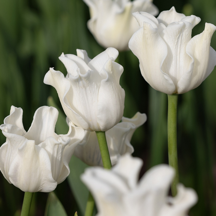 Tarhatulppaani 'White Liberstar' 5 kpl, Ainutlaatuinen kruununmuotoinen tulppaani, jonka väri on puhtaan valkoinen. 