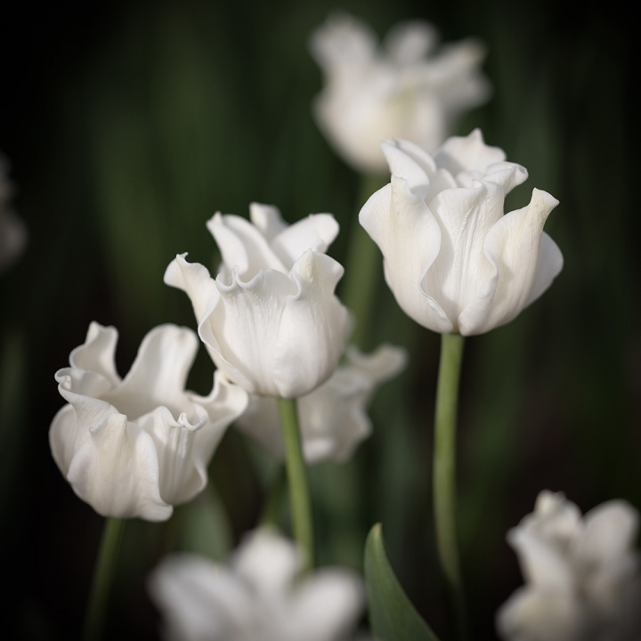 Tarhatulppaani 'White Liberstar' 5 kpl, Ainutlaatuinen kruununmuotoinen tulppaani, jonka väri on puhtaan valkoinen. 