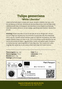 Tarhatulppaani 'White Liberstar' 5 kpl, Ainutlaatuinen kruununmuotoinen tulppaani, jonka väri on puhtaan valkoinen. 