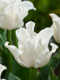 Tarhatulppaani 'White Liberstar' 5 kpl, Ainutlaatuinen kruununmuotoinen tulppaani, jonka väri on puhtaan valkoinen. 
