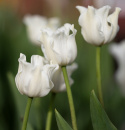 Tarhatulppaani 'White Liberstar' 5 kpl, Ainutlaatuinen kruununmuotoinen tulppaani, jonka väri on puhtaan valkoinen. 