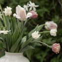 Tarhatulppaani 'White Liberstar' 5 kpl, Ainutlaatuinen kruununmuotoinen tulppaani, jonka väri on puhtaan valkoinen. 