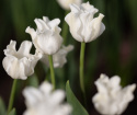 Tarhatulppaani 'White Liberstar' 5 kpl, Ainutlaatuinen kruununmuotoinen tulppaani, jonka väri on puhtaan valkoinen. 