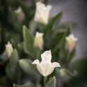 Tarhatulppaani 'White Liberstar' 5 kpl, Ainutlaatuinen kruununmuotoinen tulppaani, jonka väri on puhtaan valkoinen. 