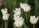 Tarhatulppaani 'White Liberstar' 5 kpl, Ainutlaatuinen kruununmuotoinen tulppaani, jonka väri on puhtaan valkoinen. 