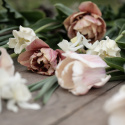 Tarhatulppaani 'White Liberstar' 5 kpl, Ainutlaatuinen kruununmuotoinen tulppaani, jonka väri on puhtaan valkoinen. 