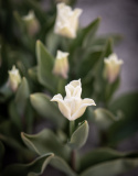 Tarhatulppaani 'White Liberstar' 5 kpl, Ainutlaatuinen kruununmuotoinen tulppaani, jonka väri on puhtaan valkoinen. 