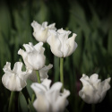 Tarhatulppaani 'White Liberstar' 5 kpl, Ainutlaatuinen kruununmuotoinen tulppaani, jonka väri on puhtaan valkoinen. 