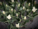 Tarhatulppaani 'White Liberstar' 5 kpl, Ainutlaatuinen kruununmuotoinen tulppaani, jonka väri on puhtaan valkoinen. 