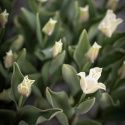 Tarhatulppaani 'White Liberstar' 5 kpl, Ainutlaatuinen kruununmuotoinen tulppaani, jonka väri on puhtaan valkoinen. 