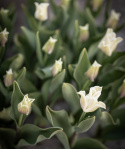 Tarhatulppaani 'White Liberstar' 5 kpl, Ainutlaatuinen kruununmuotoinen tulppaani, jonka väri on puhtaan valkoinen. 
