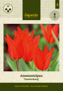 Terttutulppaani 'Zwanenburg' 10 stk, Hehkuvan lämpimänpunaiset kukat. Useita kukkia samassa varressa.