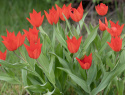 Terttutulppaani 'Zwanenburg' 10 stk, Hehkuvan lämpimänpunaiset kukat. Useita kukkia samassa varressa.