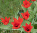 Terttutulppaani 'Zwanenburg' 10 stk, Hehkuvan lämpimänpunaiset kukat. Useita kukkia samassa varressa.
