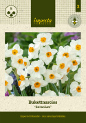 Vihkotasetti 'Geranium' 5 kpl, Ihastuttavan tuoksuinen valkoinen narsissi, jonka torvi on keltaoranssi.