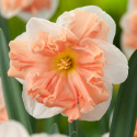Tähtinarsissi 'Apricot Whirl'  5 stk, kaunis suurine, valkoisine ja ihastuttavine kukkineen, joissa on vaikuttava.