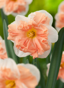 Tähtinarsissi 'Apricot Whirl'  5 stk, kaunis suurine, valkoisine ja ihastuttavine kukkineen, joissa on vaikuttava.