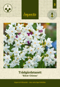 Puutarhatasetti 'Silver Chimes' 5 stk, Hyväntuoksuisia, hopeanvalkoisia kukkia, joissa on vaalean voinkeltainen.