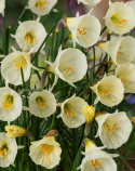 Virvanarsissi 'White Petticoat' 5 kpl, Söpö matalakasvuinen narsissi, jolla on suppilonmuotoiset valkoiset kukat, jotka muistuttavat hentoa alushametta.