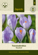 Krookus 'Rosalind' 20 stk, Hurmaava vaaleanliila toscanan krookus, alkujaan Luoteis-Italiasta.
