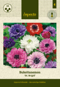 Kruunuvuokko 'St. Brigid' 15 kpl, Puolikerrannaiset vuokot ihanan värikkäissä sävyissä, kuten violetti, punainen, sininen ja valkoinen.