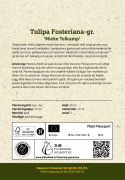 Keisaritulppaani 'Mieke Telkamp' 7 stk, Hurmaavia, yksinkertaisia, maljamaisia, kermanvalkoisia kukkia.