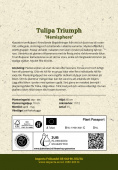 Triumphtulppaani 'Hemisphere' 15 kpl